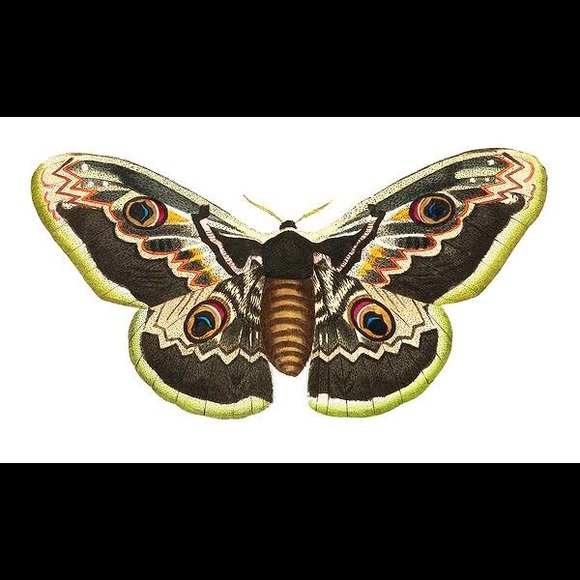 8 Horizontal Framed Butterfly Prints - Picture 3 of 9